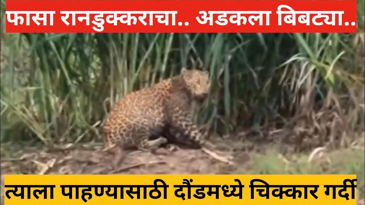 Daund bibtya | फासा टाकला, रानडुकरासाठी.. अडकला चक्क बिबट्या.. पाहायला दौंड मध्ये गर्दी..