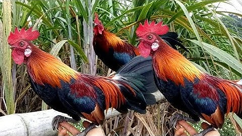 qaib qug txuam zoo nkauj. zoo cuab heev + gà mồi f2 đẹp trai khỏi nghĩ