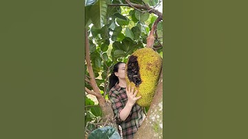 Âm thanh của mít chín cây #mit #jackfruit #shorst #trangbazan