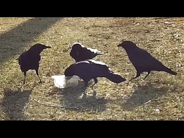 The Pecking Order of Rooks