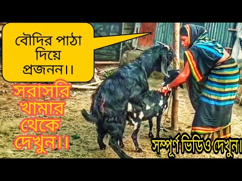 বৌদির পাঠা দিয়ে প্রজনন।। (Part-2) সরাসরি খামার থেকে।। Pathar prajanan।। Goat in bangladesh।।