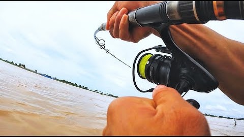 Câu Cá Vồ Đém Mùa Nước Nổi #43 || Sau Bão Cá Ăn Bóp Mồi Không Kịp Thở .