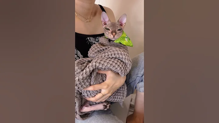 Watch the video about BEST Way to Clean your Sphynx Cat's Ears!