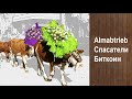Коровы и биткоин, речные спасатели (🐄 Almabtrieb 2019)