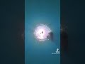ヤバいものが沈んでました