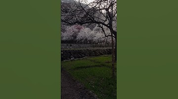 Thumbnail of apricots flowers blossom 🌸🌼 watch full vedio.....