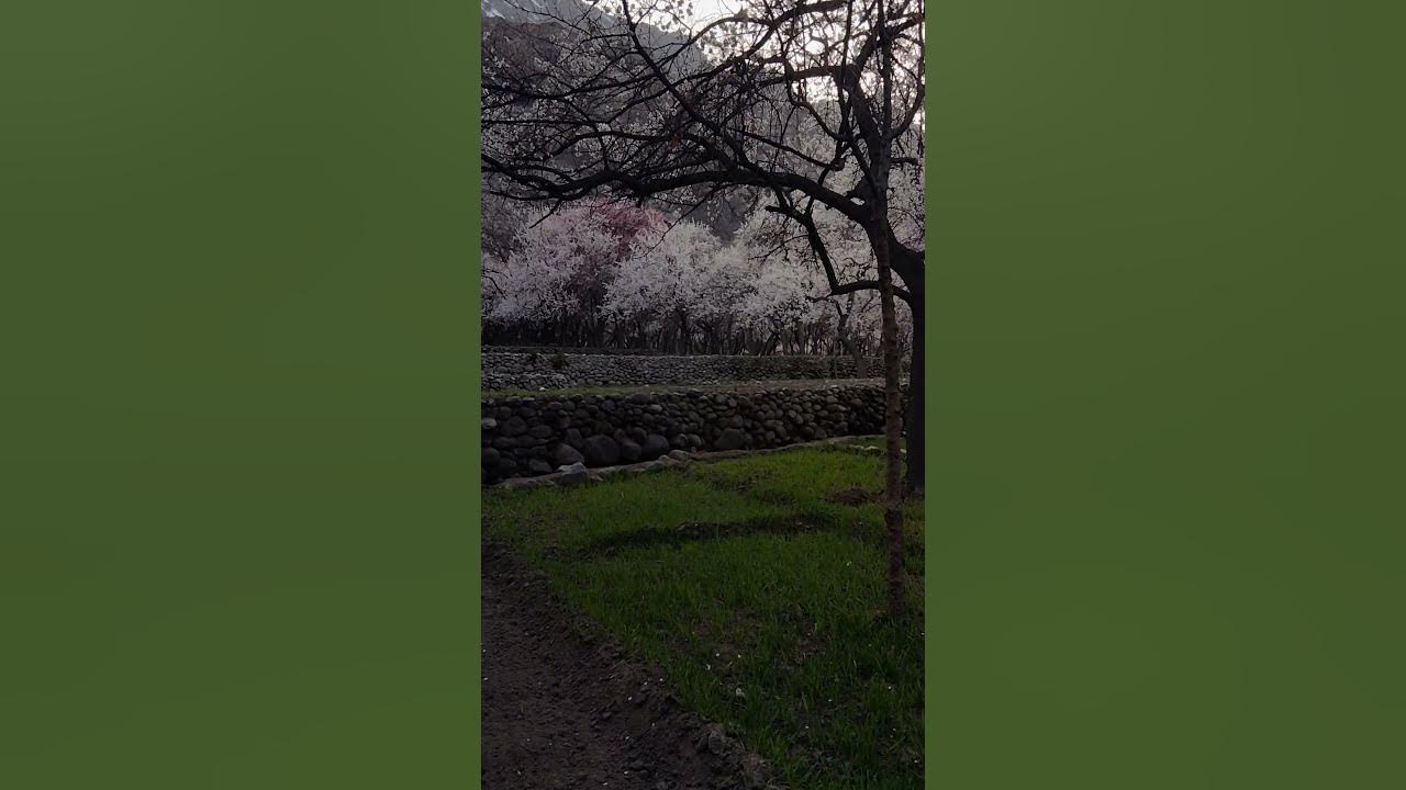 apricots flowers blossom 🌸🌼 watch full vedio.....
