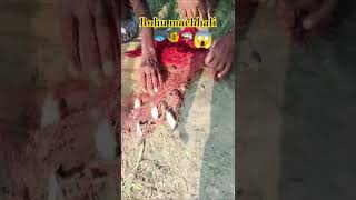 #Jaal Se machhali 😱#pakdane ka #Sahi tarika #viral video #trending song #fishing shorts 🐟🦈🐟💯💯💯