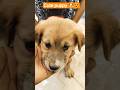 cute puppy 🐶🐶😍😍#viral#dogshorts#shorts#shortviral#viralvideo#viralshorts#cute#like
