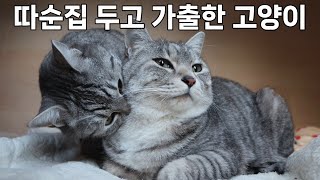 따뜻한 온돌방 두고 가출한 고양이, 고양이가족들의 반응이..?