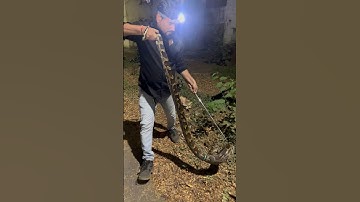 Indian Rock Python Rescued || About Nature #indianrockpython #rescue #viral #explore#wildlife#shorts