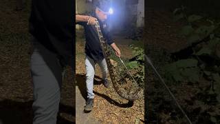 Celebrity Indian Rock Python Rescued || About Nature #indianrockpython #rescue #viral #explore#wildlife#shorts Profile