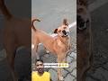 कहां गया भाई 🤣🤣#viral #funny #youtubeshorts #cat #cute #trending #shortvideo #shorts #baby #dog