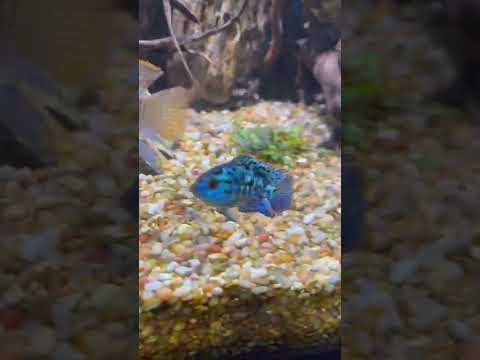 Electric Blue Jack Dempsey Cichlid (Nandopsis octofasciatum)