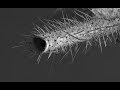 Комар под электронным микроскопом.A mosquito under an electron microscope.