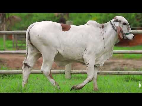 LOTE 21   GUF 201 DARLEEN FIV PARADISO