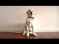 Guide Dog Volunteer Trainers Guide Dog Volunteer Trainers