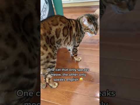 One Cat That Only Speaks Meow The Other Only Speaks English tiktok chattybengals