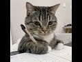 Ownty one#catmeme#funny#viralvideos 