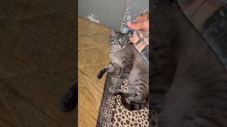 Prank caat😡