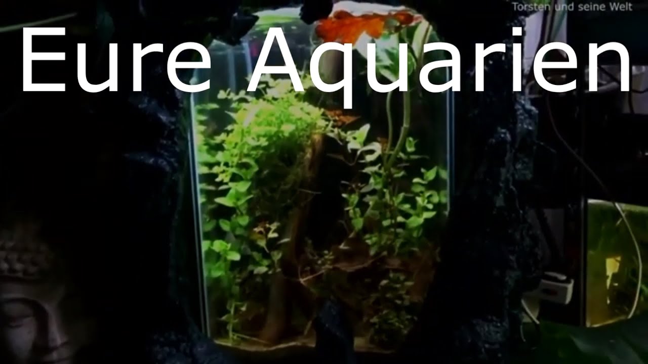 Eure Aquarien #5 - Das Felsenaquarium und das Garnelen Aquarium