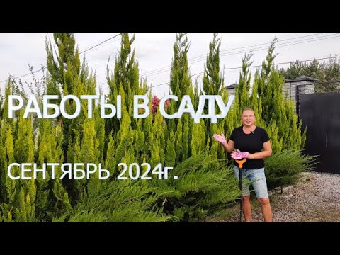 РАБОТЫ В САДУ СЕНТЯБРЬ 2024г. Засохли злаки, секрет про гладиолусы, пересадка гортензий и лилейников