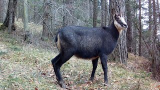 Kamzíky na jarnej paši | Chamois on spring pasture