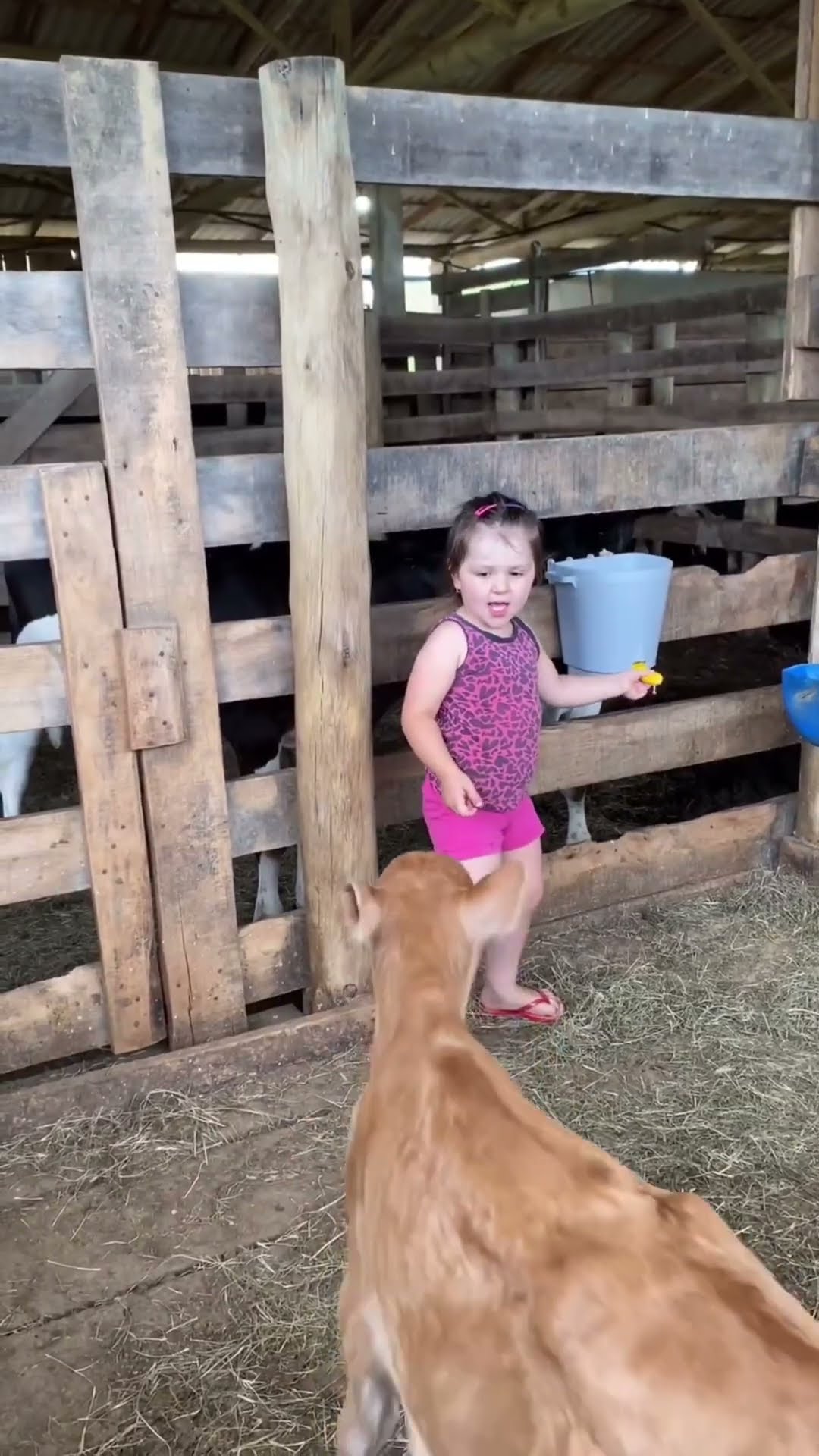 little girl takes car baby cows #shortsvideo