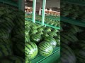 JAPAN FARMING || AMAZING FRUITS PROCESSING LINE-WATERMELON #Shorts