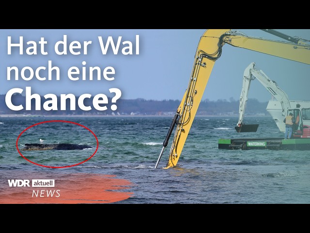 Gestrandeter Wal in der Ostsee: So lief die neue Rettungsaktion | WDR Aktuelle Stunde