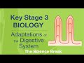 Digestive System Adaptations Quiz