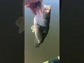 First Bass in Alabama ! #bassfishing