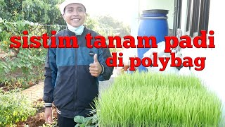 SISTIM TANAM PADI DI POLYBAG ''KERING TAPI BASAH''