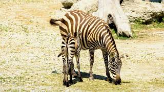 #Футаж зебры на отдыхе ◄4K•HD► #Footage zebras on vacation