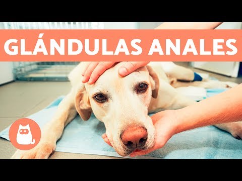 Limpiar las glándulas anales del perro