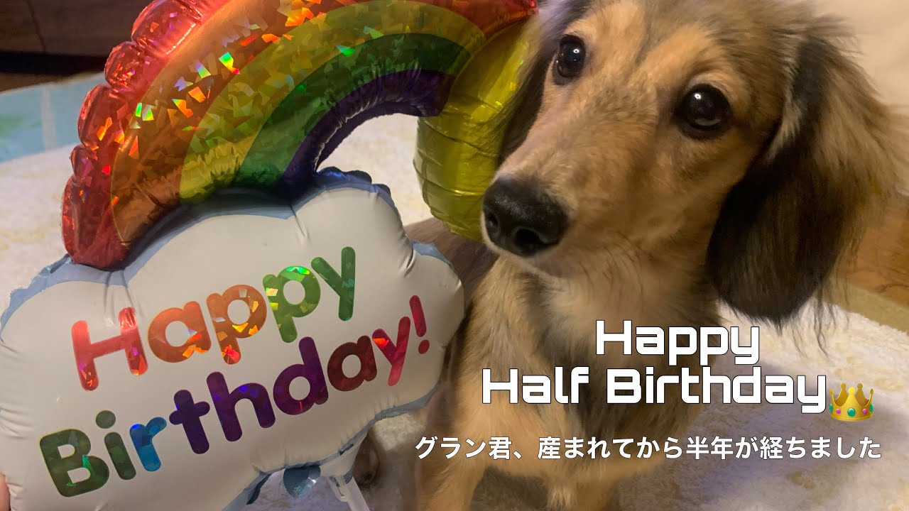 ミニチュアダックス ハーフバースデーを迎えたグラン君 Youtube