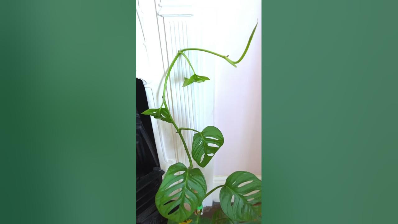 Is Your Plant Getting Enough Light? YouTube