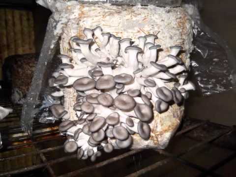 oyster mushroom grow log