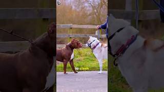 American Bully Vs Siberian Husky  Who is the winner?