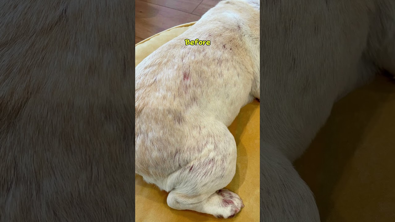 Pet Skin Spray That Works: Quick Fix for Hot Spots and Allergies!