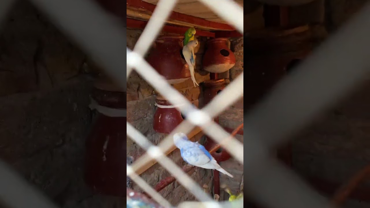 Mashallah breeding start 🥳🥳 # buggies official