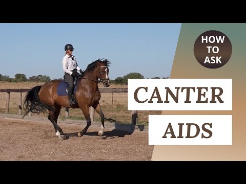 Canter Transitions - How To Ask For Canter