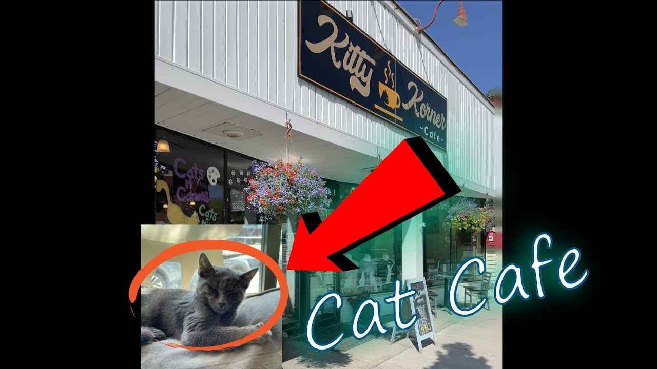 Kitty Korner Cafe YouTube kitty-korner-cafe-youtube