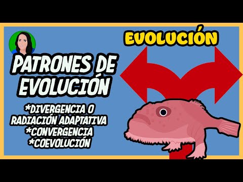 Video: ¿Cuál es la diferencia entre evolución y coevolución?