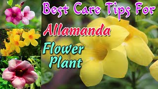 Allamanda plant care/ How to grow and care allamanda / Alamanda care in February, propagation