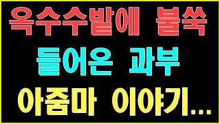 [반전사연] 옥수수밭에 불쑥 들어온 과부 아줌마 이야기 ... 썰ㅣ사연ㅣ라디오사연ㅣ사이다사연