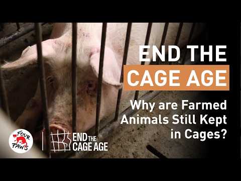 Why Are Farmed Animals Still Kept in Cages? #EndTheCageAge | FOUR PAWS