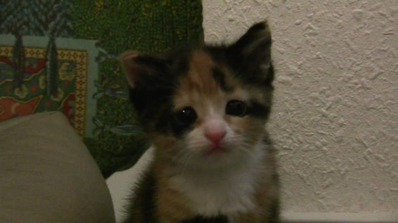 Cute Kitten Luna looks as if she wanted to say: "I´m so sorry. Please