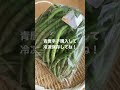 青唐辛子、生唐辛子は、この時期に購入して冷凍保存がおすすめです!