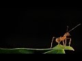 Ant Community Structure and Functions